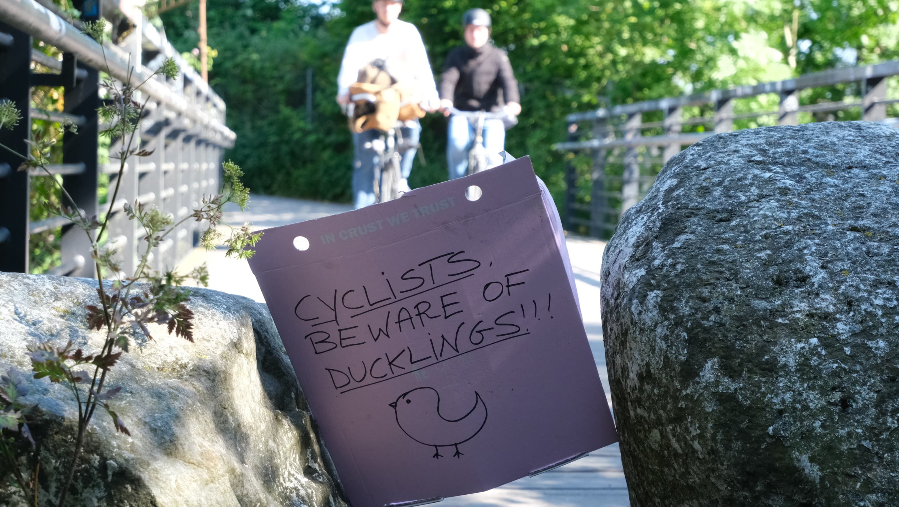 A handwritten sign wedged between two boulders on a footbridge, warning cyclists about ducklings